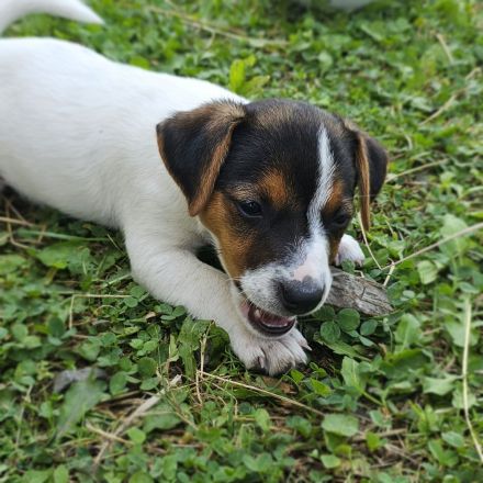 3 reinrassige Jack Russell Terrier Welpen