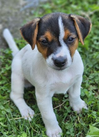 3 reinrassige Jack Russell Terrier Welpen