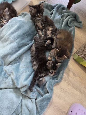 Maine Coon Kitten
