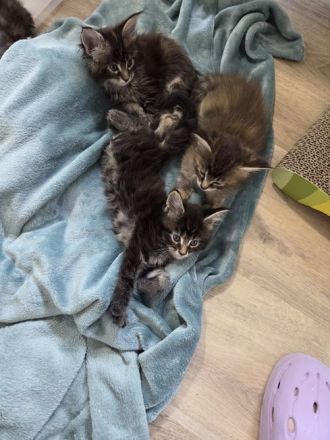 Maine Coon Kitten