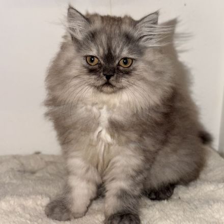 Graues Perser-Kitten Mädchen sucht liebevolles Zuhause