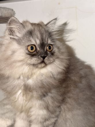 Graues Perser-Kitten Mädchen sucht liebevolles Zuhause