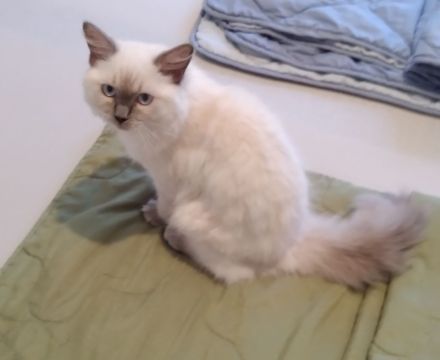 Ragdoll Mädchen !!!