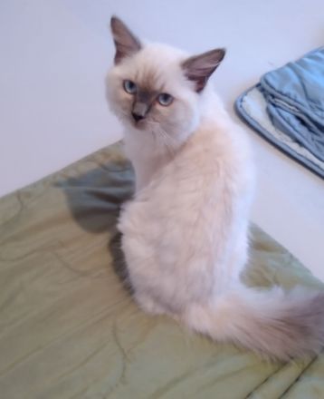 Ragdoll Mädchen !!!