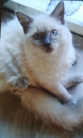 Ragdoll Mädchen !!!