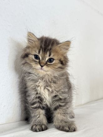 bezaubernde Britisch Kurzhaar Kitten suchen ein liebevolles Zuhause