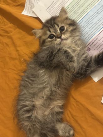 bezaubernde Britisch Kurzhaar Kitten suchen ein liebevolles Zuhause