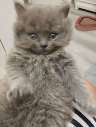 British kurz Hare Baby Katzen ❤️