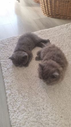 British kurz Hare Baby Katzen ❤️