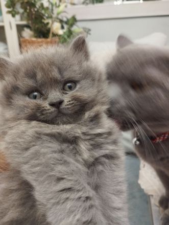 British kurz Hare Baby Katzen ❤️