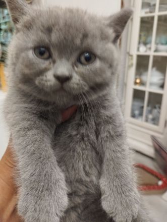 British kurz Hare Baby Katzen ❤️