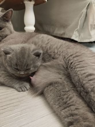 British kurz Hare Baby Katzen ❤️