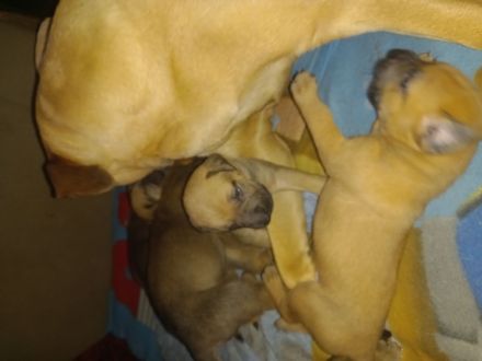 Dogo Canario DDR Schäferhund Mix Welpen bald abgabebereit
