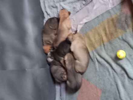 Dogo Canario DDR Schäferhund Mix Welpen bald abgabebereit
