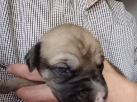Dogo Canario DDR Schäferhund Mix Welpen bald abgabebereit