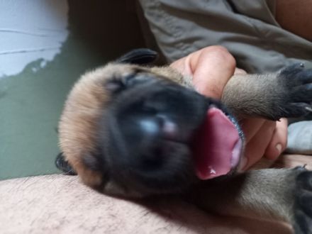Dogo Canario DDR Schäferhund Mix Welpen bald abgabebereit