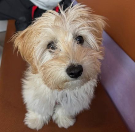 Maltipoo-Welpe