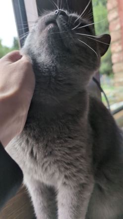 Junge BKH Katze sucht endgültiges Zuhause