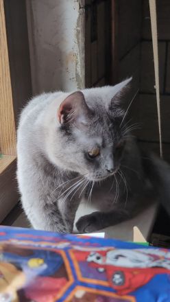 Junge BKH Katze sucht endgültiges Zuhause