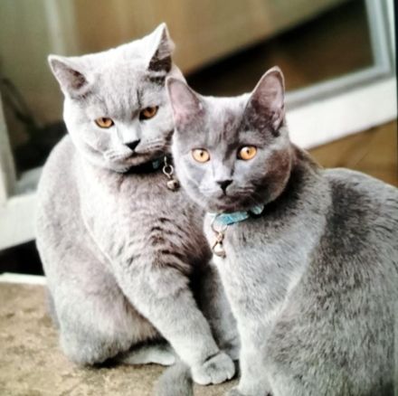 Junge BKH Katze sucht endgültiges Zuhause