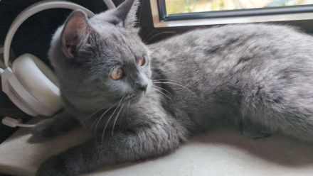 Junge BKH Katze sucht endgültiges Zuhause