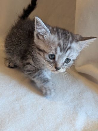 Wunderschöner kitten Mix