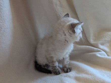 Wunderschöner kitten Mix