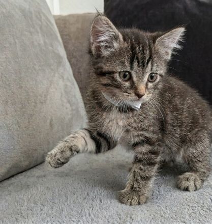 Wunderschöner kitten Mix
