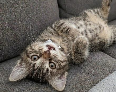 Wunderschöner kitten Mix
