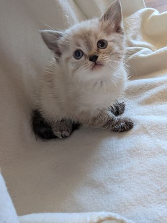 Wunderschöner kitten Mix