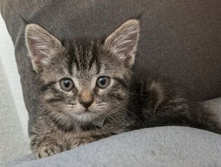 Wunderschöner kitten Mix