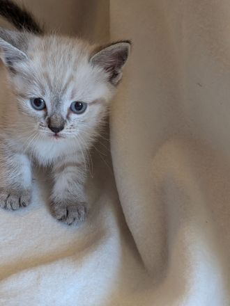 Wunderschöner kitten Mix