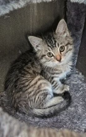 Wunderschöner kitten Mix