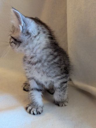 Wunderschöner kitten Mix