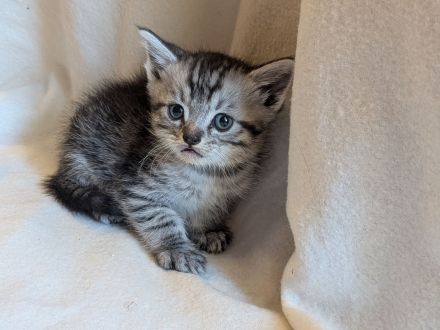 Wunderschöner kitten Mix