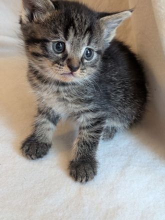 Wunderschöner kitten Mix