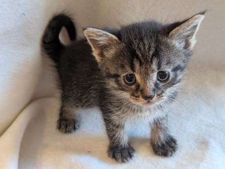 Wunderschöner kitten Mix
