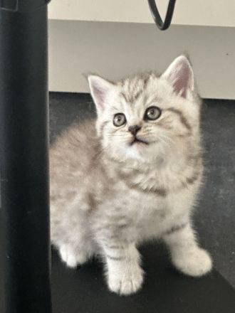 Bkh kitten auszugsbereit