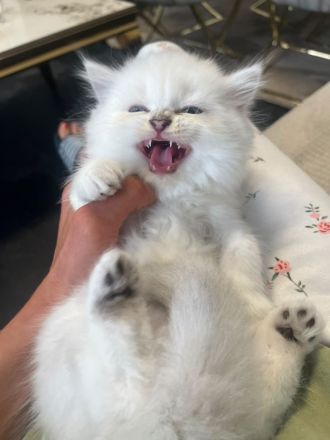 Bkh kitten auszugsbereit