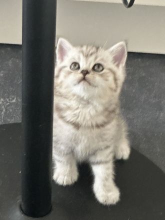 Bkh kitten auszugsbereit