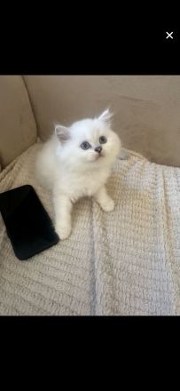 Bkh kitten auszugsbereit