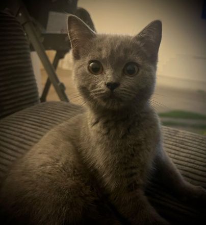 Unsere letze zwei Weibchen 12 wochen