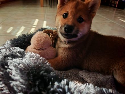 Shiba Inu Welpin Matcha (vom Diamantenstern) sucht neues Zuhause