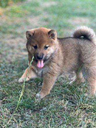 Shiba Inu Welpin Matcha (vom Diamantenstern) sucht neues Zuhause