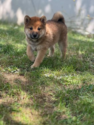 Shiba Inu Welpin Matcha (vom Diamantenstern) sucht neues Zuhause