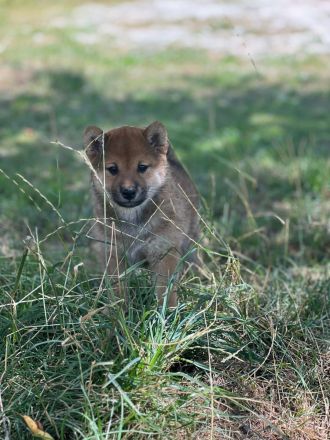 Shiba Inu Welpin Matcha (vom Diamantenstern) sucht neues Zuhause