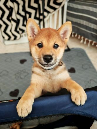 Shiba Inu Welpin Matcha (vom Diamantenstern) sucht neues Zuhause