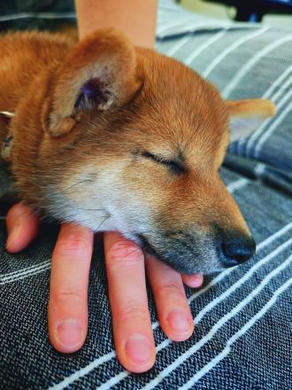Shiba Inu Welpin Matcha (vom Diamantenstern) sucht neues Zuhause
