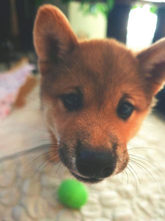 Shiba Inu Welpin Matcha (vom Diamantenstern) sucht neues Zuhause