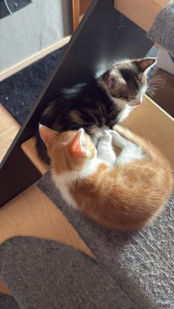 Babykatzen zu verkaufen